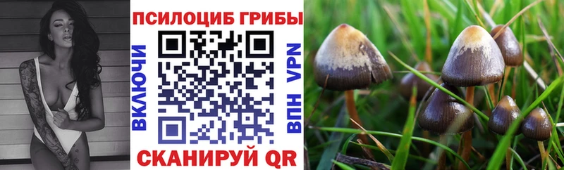 Псилоцибиновые грибы мицелий Тулун